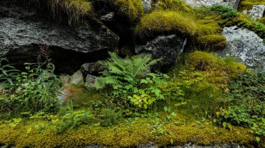 Ceresole Reale, İtalya. Val Orco, Piedmont 'ta orta dağlık bir ormanın genel manzarası. Yosun ve yemyeşil bitki örtüsüyle kaplı dev bir kaya. Doğal elementlerin ve eğreltiotlarının arka planı.