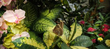 Viyana, Avusturya. Kelebek Evi 'nin botanik serasının içinde kapalı kanatlı bir bitki üzerinde Morpho Peleides' in bir örneği var. Sancak Başlığı resmi.