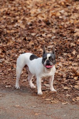 Torino, İtalya. Dişi Pug köpeği tasmasız, beyaz kürklü, siyah benekli, dili dışarı fırlamış, kameraya bakıyor. Kışın bir parkta düşen yaprakların arka planı.