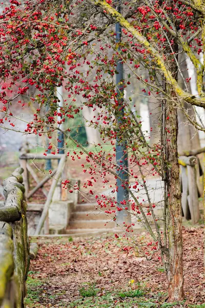 トリノ イタリア 2月にバレンティーノ パークでホーソーンズの種であるコックスプール ホーソーンの枝に赤い果実 垂直画像について ストック画像