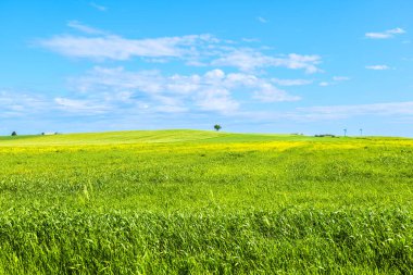 Castellaneta (TA), İtalya. Parlak yeşil tarlalar ve yuvarlanan tepeler Puglia, İtalya 'da açık mavi bir gökyüzünün altında. Castellaneta yakınlarında Strada Bölgesi 22 numarada yakalandı. Bahar kırsal görünümü.