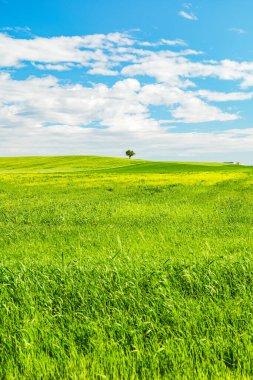 Castellaneta (TA), İtalya. Parlak yeşil tarlalar ve yuvarlanan tepeler Puglia, İtalya 'da açık mavi bir gökyüzünün altında. Strada Bölgesi 22 numarada yakalandı. Bahar kırsal manzarası. Dikey resim.