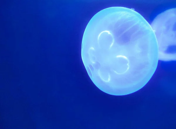 水母漂浮在蓝色的海底 水生动物 — 图库照片