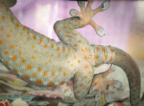 Hermoso Patrón Color Piel Del Vientre Geckos Tailandés Vidrio Transparente — Foto de Stock