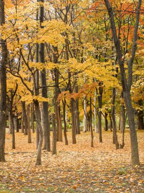 Nakajima Parkı 'ndaki güzel ağaçlar ve yapraklar mevsiminde sararır. Sapporo, Hokkaido, Japonya.
