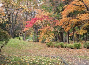 Parktaki sonbahar yapraklarının güzel manzarası. Nakajima Parkı, Sapporo, Hokkaido, Japonya.