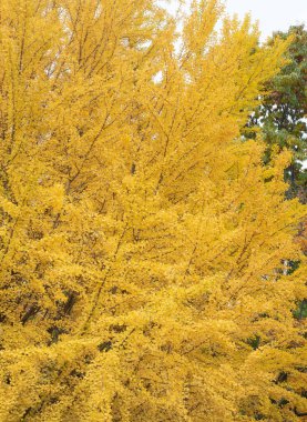 Büyük ginkgo ağacının güzel renkleri sonbaharda sarıya dönüyor. Sapporo, Hokkaido, Japonya.