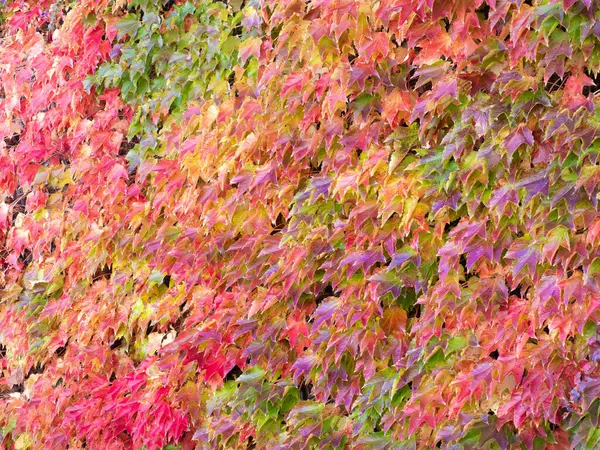 Background of colorful leaves change color in the autumn season.
