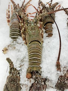 Deniz ürünleri pazarında buzda taze ıstakoz..