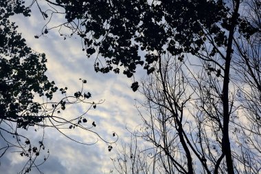 Ağaç tepeleri ve bulutlu bir gökyüzü