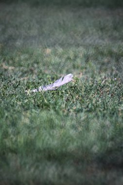 Çimlerin üzerinde tüy, yakından görülüyor.