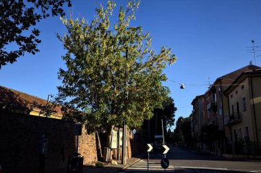 Gün batımında tuğla bir duvarın yanındaki kaldırımda bir ağaç.