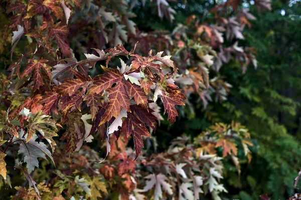 Кленовые Листья Ветке Видны Вблизи — стоковое фото