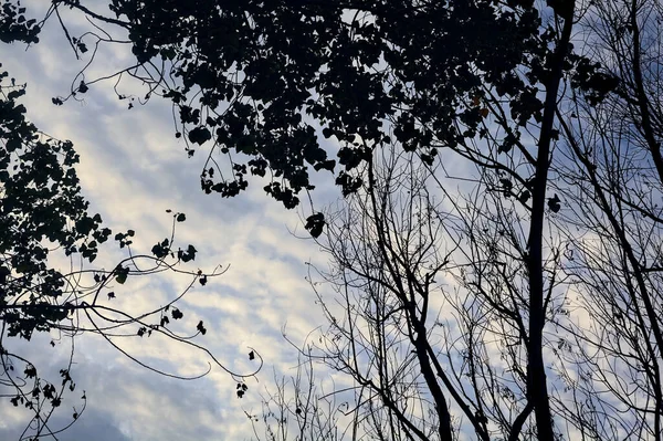 Верхушки Деревьев Облачное Небо — стоковое фото
