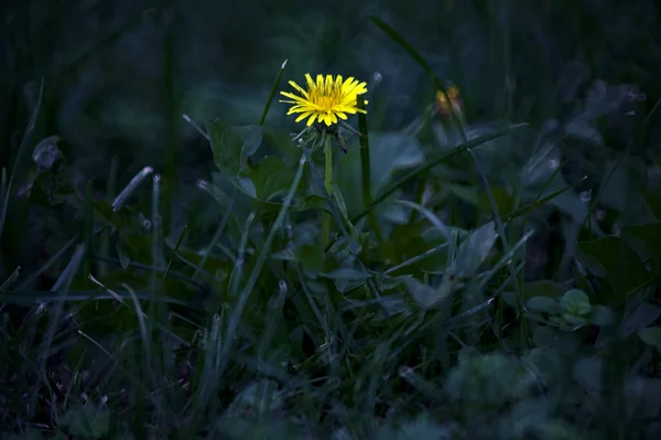 Dandelion Grass Seen Close — Stock Photo, Image