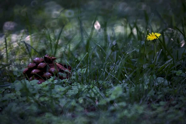 在草坪上看到的松果和蒲公英近在咫尺 — 图库照片