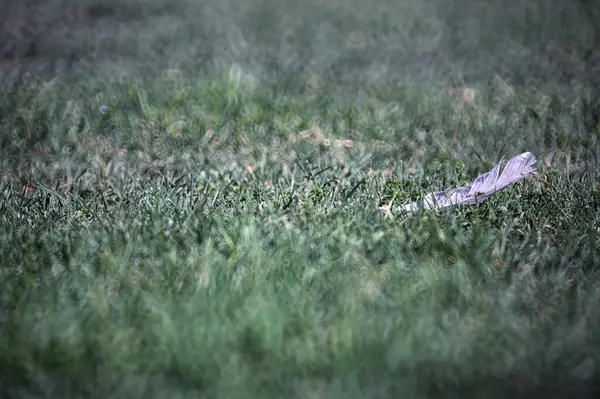 草上的羽毛近在咫尺 — 图库照片