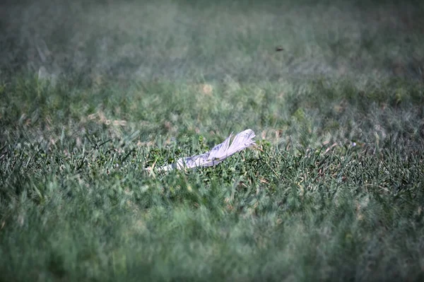 草上的羽毛近在咫尺 — 图库照片