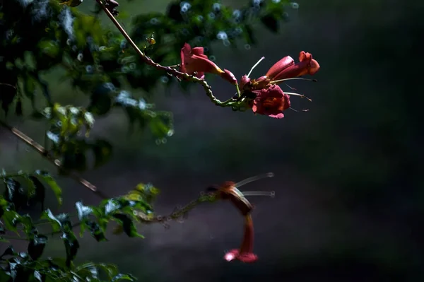 나투르 꽃들이 가까이 — 스톡 사진