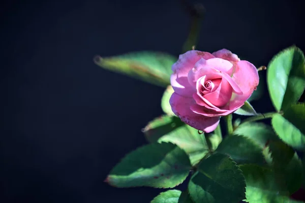 Rosa Miniatura Vista Perto — Fotografia de Stock