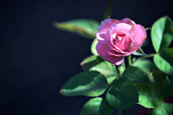Μινιατούρα Ροζ Τριαντάφυλλο Δει Από Κοντά — Φωτογραφία Αρχείου
