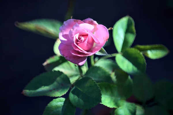 Miniatűr Rózsaszín Rózsa Látható Közelről — Stock Fotó