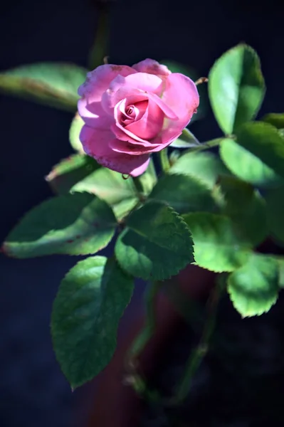 stock image Miniature pink rose seen up close