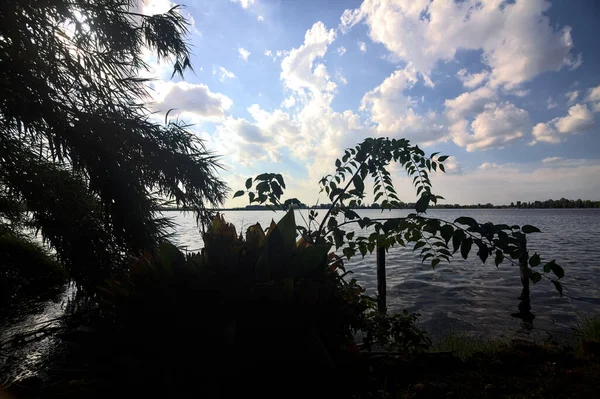 Рослини Дерево Обрамляють Озеро Сонячному Небі Хмарами — стокове фото