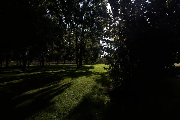 公園内の太陽の光に照らされた木々を通り過ぎる — ストック写真