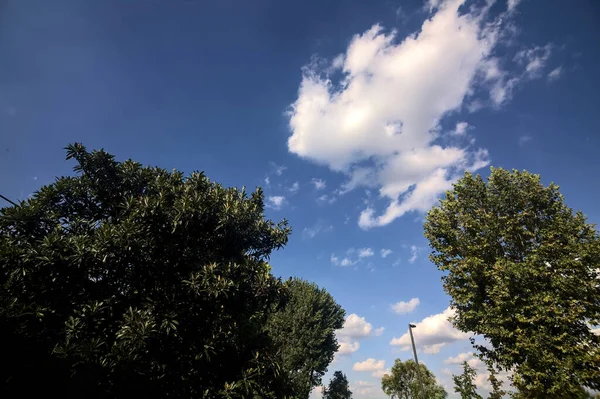 Небо Облаками Верхушками Деревьев — стоковое фото