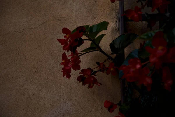 Begonia Zwisająca Kraty Widzianej Bliska — Zdjęcie stockowe
