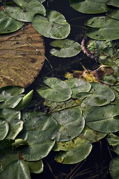 曇り空の日には睡蓮の葉とユリのパッド — ストック写真
