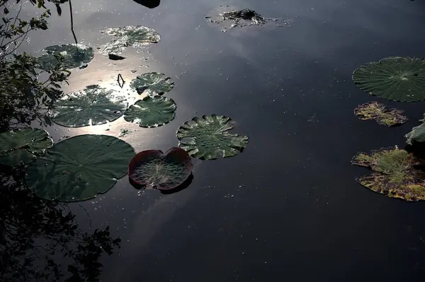 stock image Lily pads and lotus leaves on the water on a cloudy day