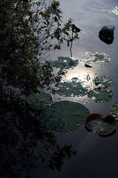 stock image Lily pads and lotus leaves on the water on a cloudy day