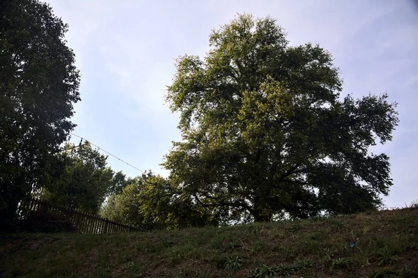 Drzewo Szczycie Nasypu Czystym Niebem Jako Tłem — Zdjęcie stockowe