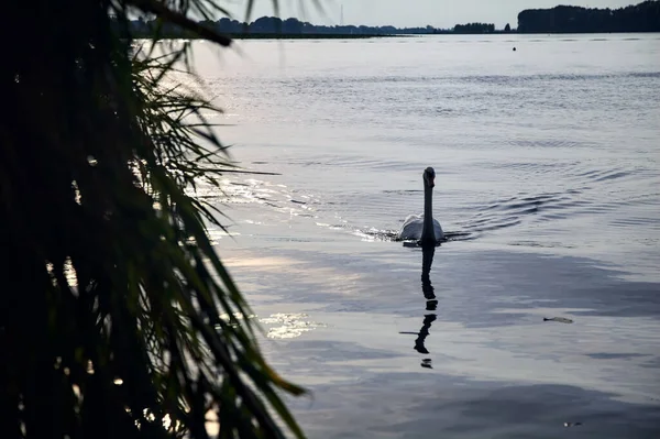 天鹅在一个湖边 与海岸相望 — 图库照片