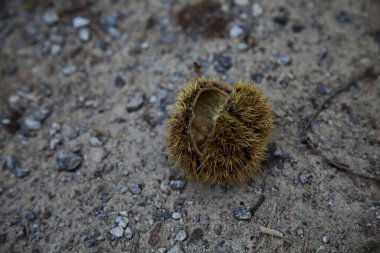 Açık bir kestane kestanesi. Yakından görülüyor.