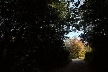 Gölgede yol, ağaçlar güneşten yanan ağaçlar.
