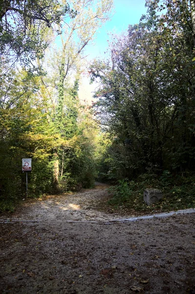 秋に森の中の未舗装の道を下る — ストック写真