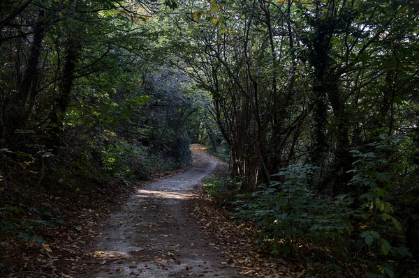 Sentiero Sterrato All Ombra Mezzo Una Foresta Autunno — Foto Stock