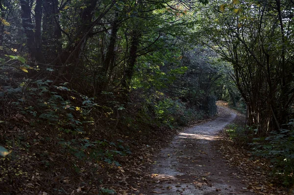 Sentiero Sterrato All Ombra Mezzo Una Foresta Autunno — Foto Stock