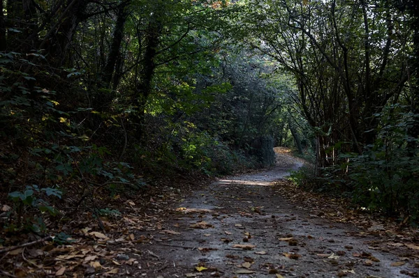 Caminho Terra Sombra Meio Uma Floresta Outono — Fotografia de Stock