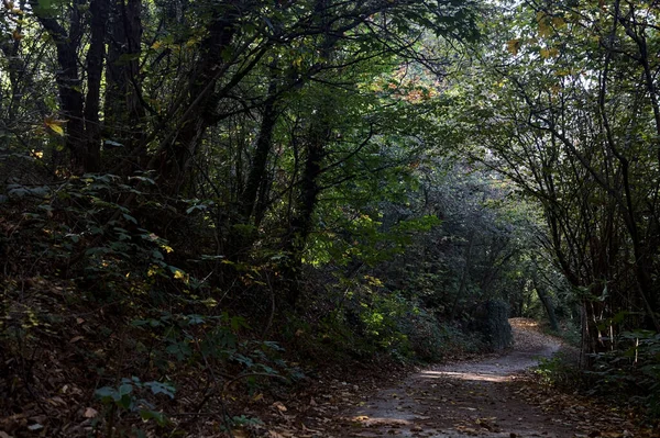 Sonbaharda Ormanın Ortasında Gölgede Toprak Yol — Stok fotoğraf