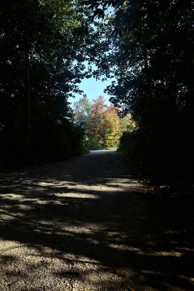 Estrada Sombra Com Árvores Enquadrando Árvores Iluminadas Pelo Sol — Fotografia de Stock