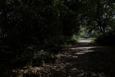 Yerde yapraklarla kaplı toprak bir patika ve üzerinde ağaçlar var.