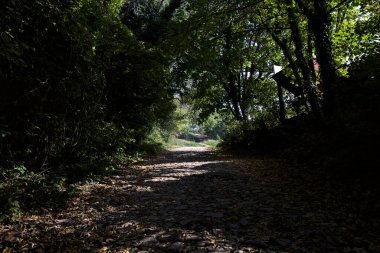 Yerde yapraklarla kaplı toprak bir patika ve üzerinde ağaçlar var.