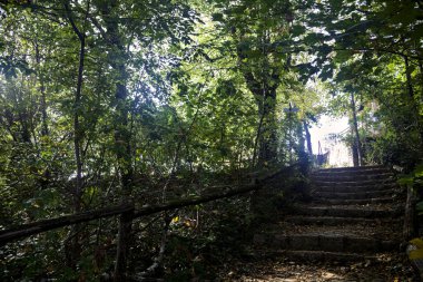 Ormanda yokuş yukarı merdiven