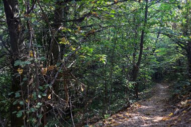 Ormandaki bir yamaçta dar bir patika.