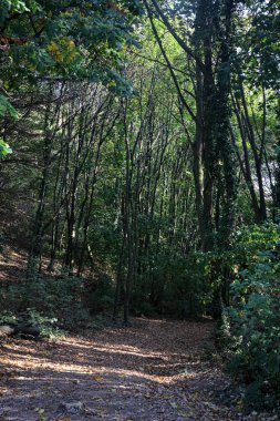 Sonbaharda ormanda yapraklarla birlikte yere inen patika.