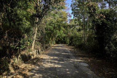 Bir dağda, üzerinde ağaçlar olan bir ormanda yükselen gölgeli yol.
